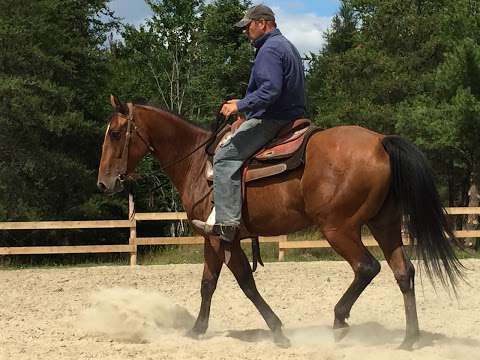 Living the Dream Horse Training